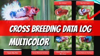 DATA LOG BETTA MULTICOLOR CROSS BREEDING [upl. by Hagerman]