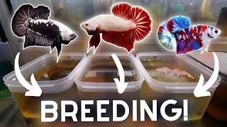 Breeding MORE Bettas in TUBS for Profit [upl. by Sivart765]