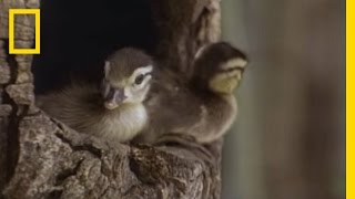 Tiny Ducklings Leap from Tree  National Geographic [upl. by Oshinski]