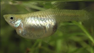 Why Do Mother Guppies Die  Causes and Solutions [upl. by Lleynad]