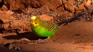 Australia Land of Parrots  Budgies in Nature [upl. by Naggem643]