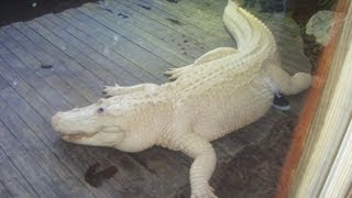 Rare Blue Eyed Albino Alligator [upl. by Airdnalahs]