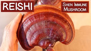 How Farmer Growing Lingzhi  Red Reishi Mushroom Farm  Reishi Mushroom Harvest and Processing [upl. by Htiderem]