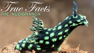 True Facts Freaky Nudibranchs [upl. by Rolyks865]