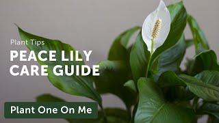 Ultimate SPATHIPHYLLUM Peace Lily CARE Guide — Ep 205 [upl. by Htebsle626]