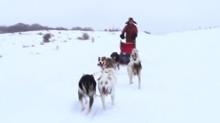 Sledding with the dogs of the Iditarod [upl. by Litta188]