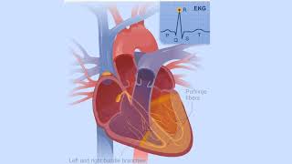 Electrical Conduction System of the Heart [upl. by Nekial740]