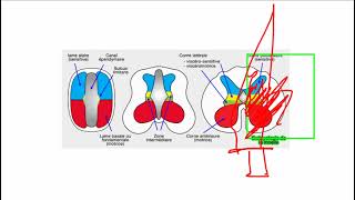 Anatomie du systéme nerveux périphérique [upl. by Fortunato829]