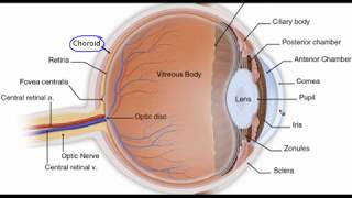 Eye anatomy [upl. by Aivax588]