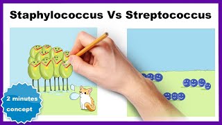 Staphylococcus vs Streptococcus How to differentiate [upl. by Mazman]