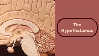 The hypothalamus [upl. by Sylvester512]