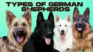 German Shepherd Types  5 Types of German Shepherds [upl. by Nathanael]