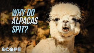 Why Do Alpacas Spit  SCOPE TV [upl. by Alcot]