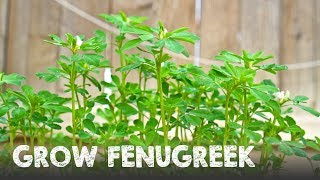 How to Grow Lots of Fenugreek  Methi [upl. by Shere993]