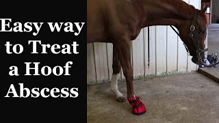 How to SOAK and WRAP your Horses Hoof Abscess [upl. by Sum]