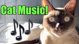 Burmese Cats Playing Music  Cute amp Funny [upl. by Rosina286]