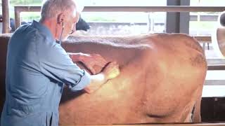 Clinical examination of the cow [upl. by Shelton]