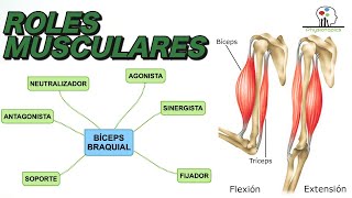 Roles Musculares  Agonista antagonista sinergista y más [upl. by Alla]