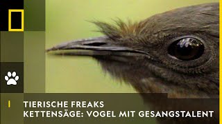 TIERISCHE FREAKS  Kettensäge amp Autoalarm Vogel mit Gesangstalent  National Geographic [upl. by Evatsug570]