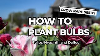 How To Plant Bulbs Tulip Hyacinth and Daffodil [upl. by Zitvaa]