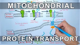 Mitochondria  from structure to function overview [upl. by Phoebe686]