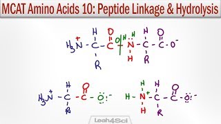 Amino Acid Peptide Linkage and Hydrolysis Reactions [upl. by Marrin399]