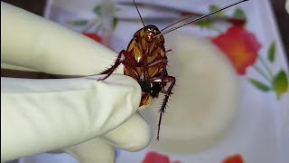 Dissection of Cockroach  Periplaneta americana  Zoology Practical [upl. by Ettezel]