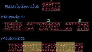 Restriction Enzymes Restriction Endonucleases [upl. by Palermo]