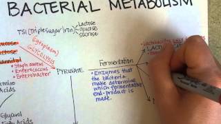 Bacterial Metabolism Part 1 Cellular Respiration of Bacteria [upl. by Mcspadden802]