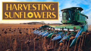 How to Harvest Sunflowers [upl. by Vasili951]