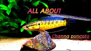 Channa punctata Spotted Snakehead [upl. by Britt]