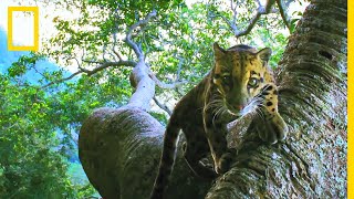 Ces photos de panthères nébuleuses sont aussi rares que magnifiques [upl. by Aynas]