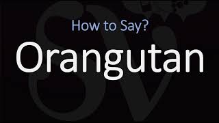 How to Pronounce Orangutan CORRECTLY [upl. by Og]