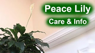 Peace Lily Spathiphyllum  Care amp Info [upl. by Atterbury56]