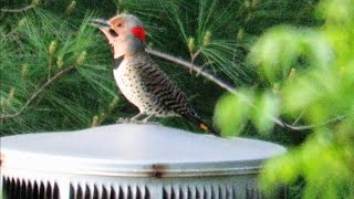 Worlds Loudest Woodpecker Drumming  Mini Documentary [upl. by Anyar]