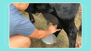 How to Milk a Cow by Hand [upl. by Brandon]