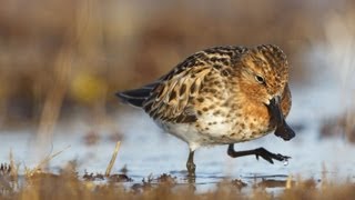 Spoonbilled Sandpiper Foraging [upl. by Atiram]