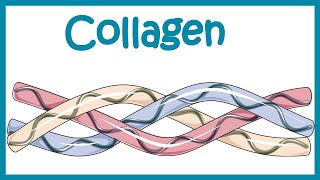 Collagen  Structure classification biosynthesis and clinical importance [upl. by Sinnelg]