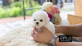 Real Teacup Bichon Living DOLL Mercy  Rolly Teacup Puppies [upl. by Irah]