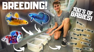 How to Breed Bettas in Tubs Super Easy [upl. by Erialc]