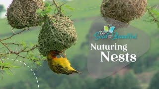 Nurturing Nests  Birds  The Good and the Beautiful [upl. by Eimmelc]