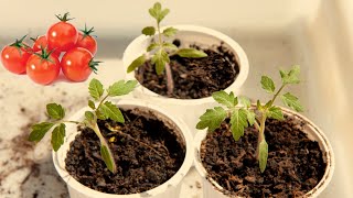 Germinar tomates Cherry Germinate cherry tomatoes [upl. by Sihtnyc]