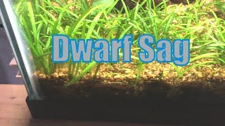 Dwarf Sag sagittaria subulata My Experience [upl. by Leiram]