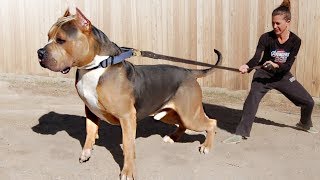 These Are 10 Most Dominant Dog Breeds [upl. by Parik]