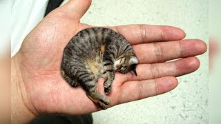 THE 10 SMALLEST CAT BREEDS In The World [upl. by Valerio]