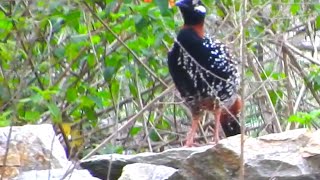 Black Francolin Male Bird  2 [upl. by Htebsle]