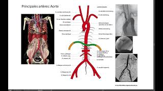 Principales artères du corps [upl. by Jepson]