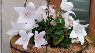 PruningSeed collection and best potting mix for Balloon flower  Platycodon Aster Pink [upl. by Gean]