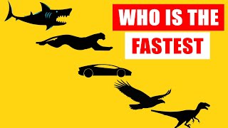 Speed Comparison Worlds Fastest Animals [upl. by Trillbee]