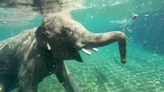 To Be An Elephant Frolicking In A Pool [upl. by Eustasius214]